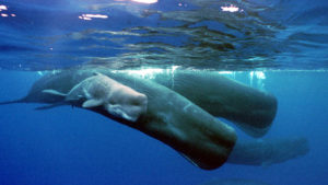 SPERM WHALES